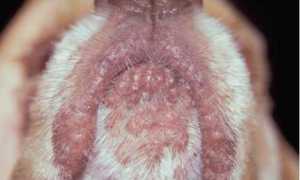 Ювенильный целлюлит щенков:симптомы и лечение