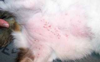 Блошиный дерматит у кошек и собак: лечение и симптомы
